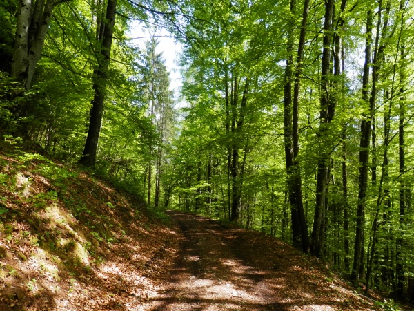 Il bosco secolare