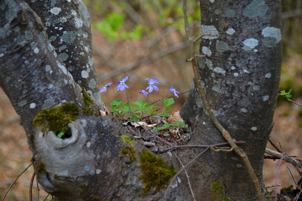 Il risveglio della natura