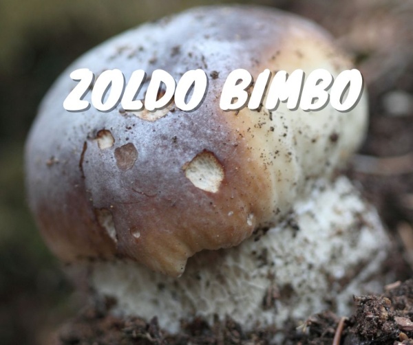 ZOLDO BIMBO: Funghi... che passione!